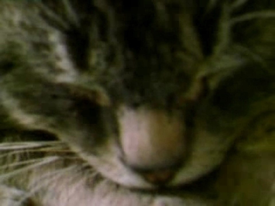 Nemo(chat d'aurel)