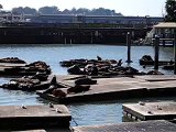 sea lions at fishermans wharf