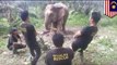 Elephant attack: 30 wild elephants ravage crops in Malaysia