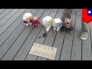 Animal abuse? Man profits parading dogs in sunglasses