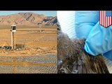 World's largest solar plant burning birds in Mojave Desert