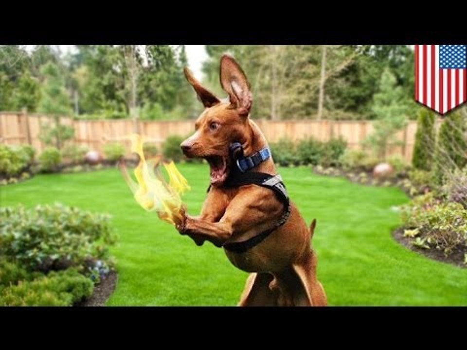 Florida woman sets dog on fire trying to kill ticks, then husband catches fire