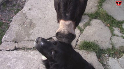 Donkey is sniffing dog