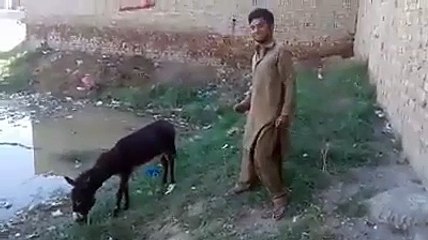 Funny Video Boy Say i love you Monkey  بے وفا کھوتی " کا ایک سین دیکھیں اور دوستوں کے ساتھ بھی