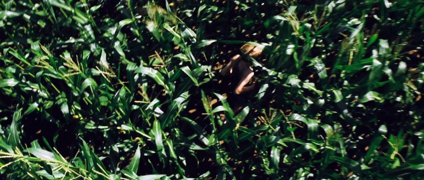 Goodnight Mommy (Ich seh, ich seh) de Veronika Franz et Severin Fiala - Bande-annonce