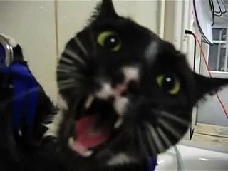 Mick (the cat) takes a bath