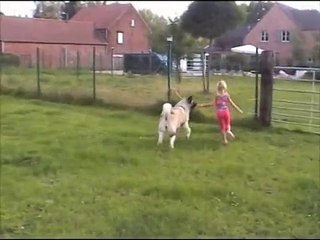 American Akita playing with Child AMERICAN TRIUMPH