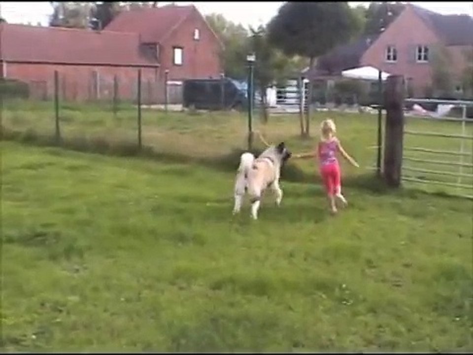 American Akita playing with Child AMERICAN TRIUMPH