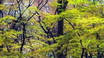 TOKYO JAPAN 満開の東京の桜(sakura) CHERRY BLOSSOM in TOKYO 日本の桜 東京観光 花の名所案内