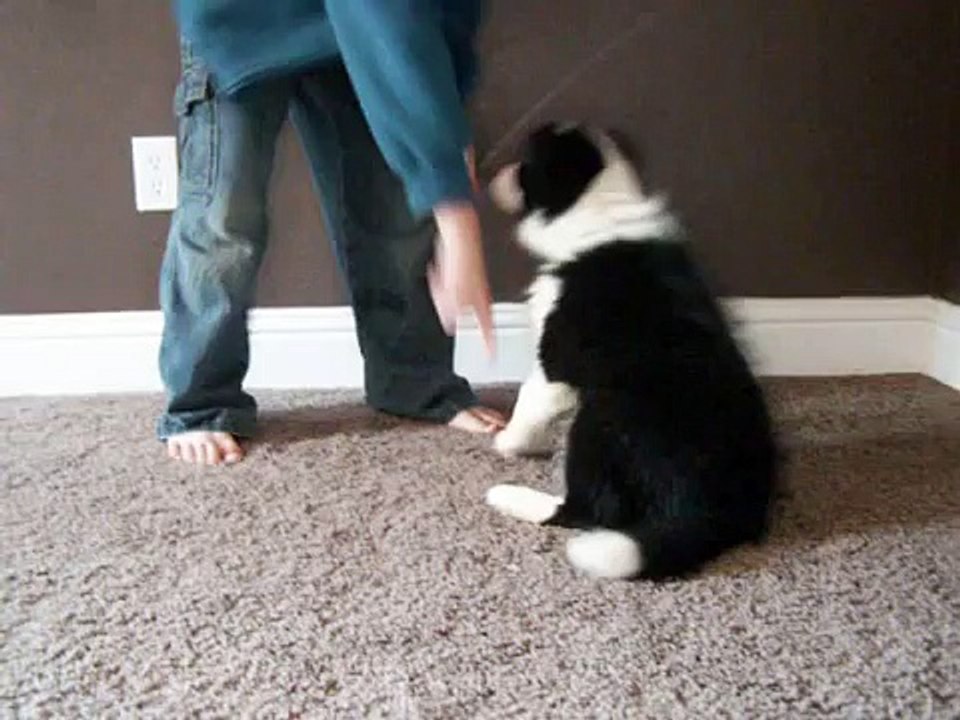 Clicker training an 11 week old Border Collie puppy.