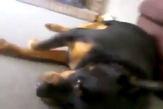 Un chien qui n'aime pas qu'on le chatouille