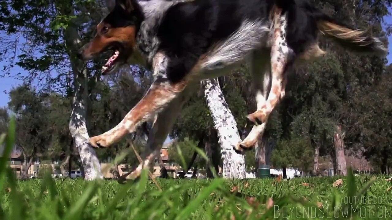 Boy Vs Dog 2015