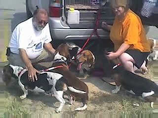 22 leg basset hound transport