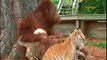 Quand une femelle orang-outan adopte des bébés tigres !