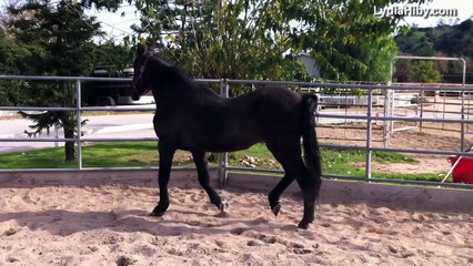 LYDIA HIBY, Animal Communicator:  Velvet the Very Old Horse