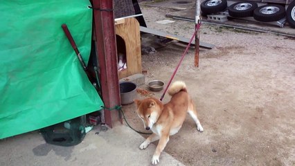 ゴエちゃん vs 紗 ２回戦  Shiba Inu vs Jerky  2nd round