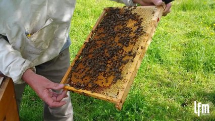 Création d'une colonie d'abeilles