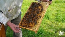 Création d'une colonie d'abeilles