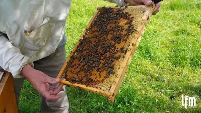 Création d'une colonie d'abeilles