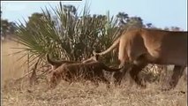 Buffalo tracked by lions and a lost lion cub  - BBC wildlife