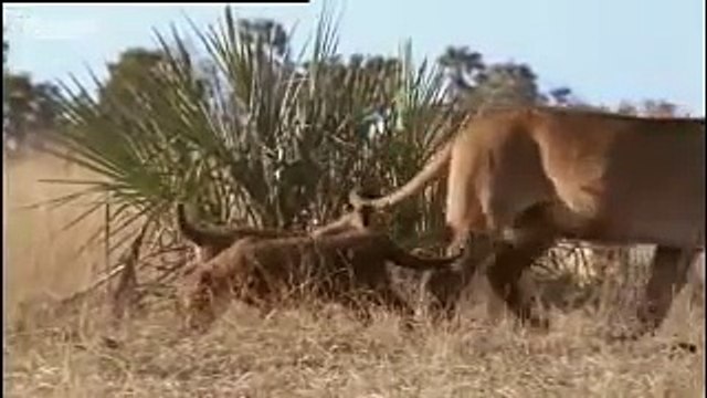 Buffalo tracked by lions and a lost lion cub - BBC wildlife