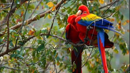 Scarlet Macaws - Costa Rica