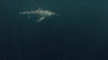 Tomber nez-à-nez avec un Grand requin blanc pendant une séance de pêche au harpon... Flippant!