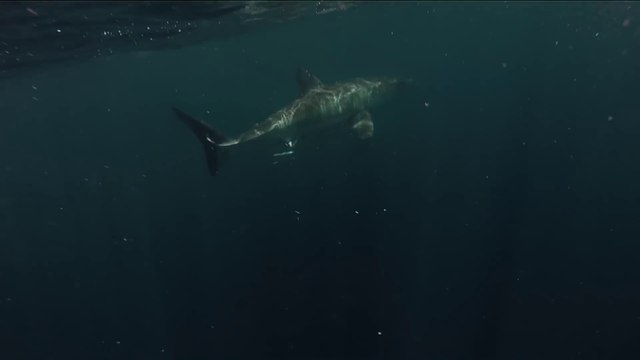 Close Encounter with GREAT WHITE : terrifying shark!