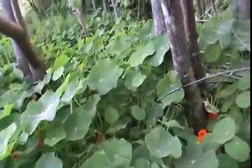 canto de aves en bosque alegre