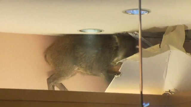 Un sanglier traverse un faux plafond à Hong Kong dans un centre commercial...