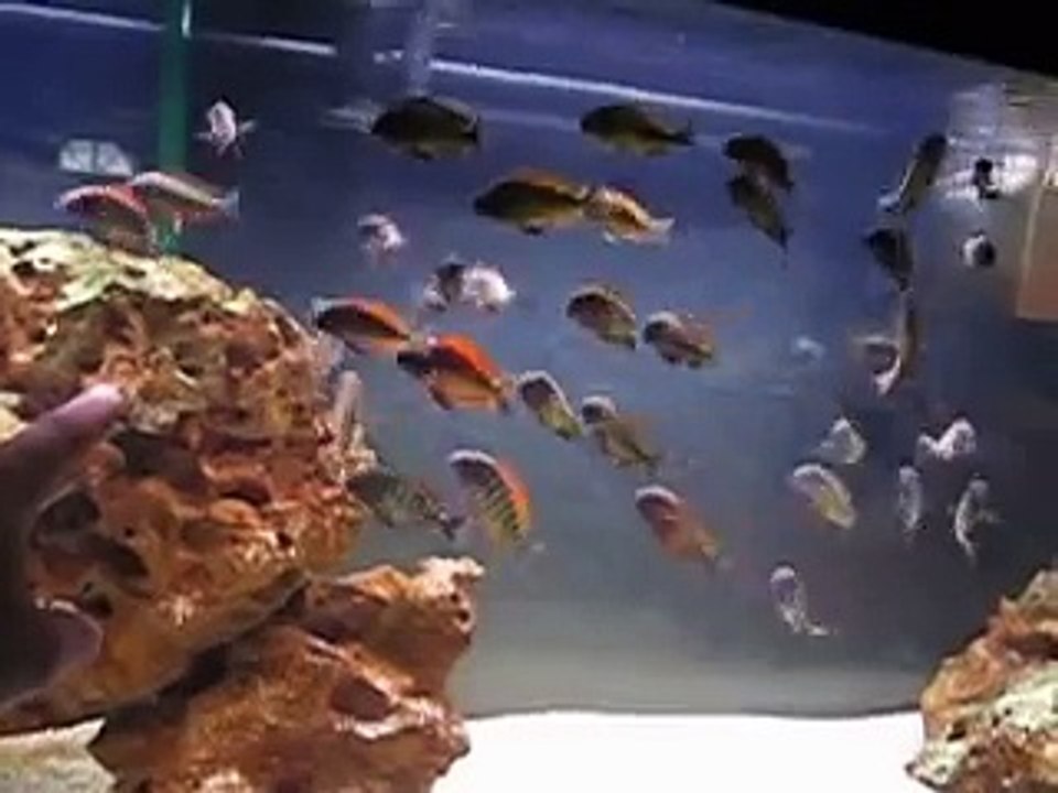 Tropheus Moorii Ilangi