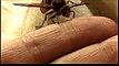 Giant European Wasp Picked Up By Hand