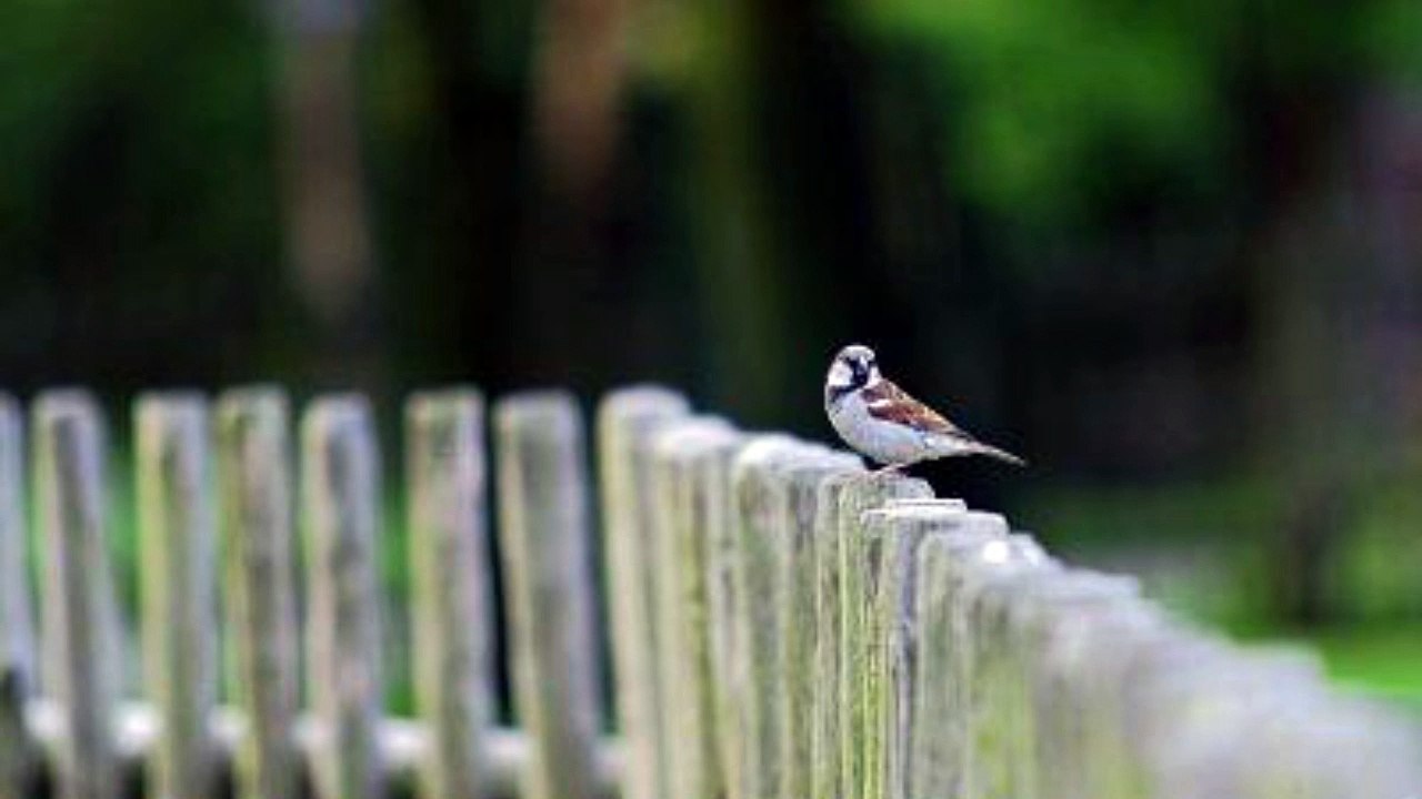 Tips Before Building a Fence - Serano Timber Company