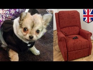 Chihuahua puppy crushed to death by recliner chair