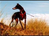 A Galgo Story (Spanish Greyhound) 1 English version