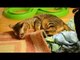funny dogs and cats 2015-Cute animal compilatio-Funny Videos - Funny Fails - Funny Animals Videos