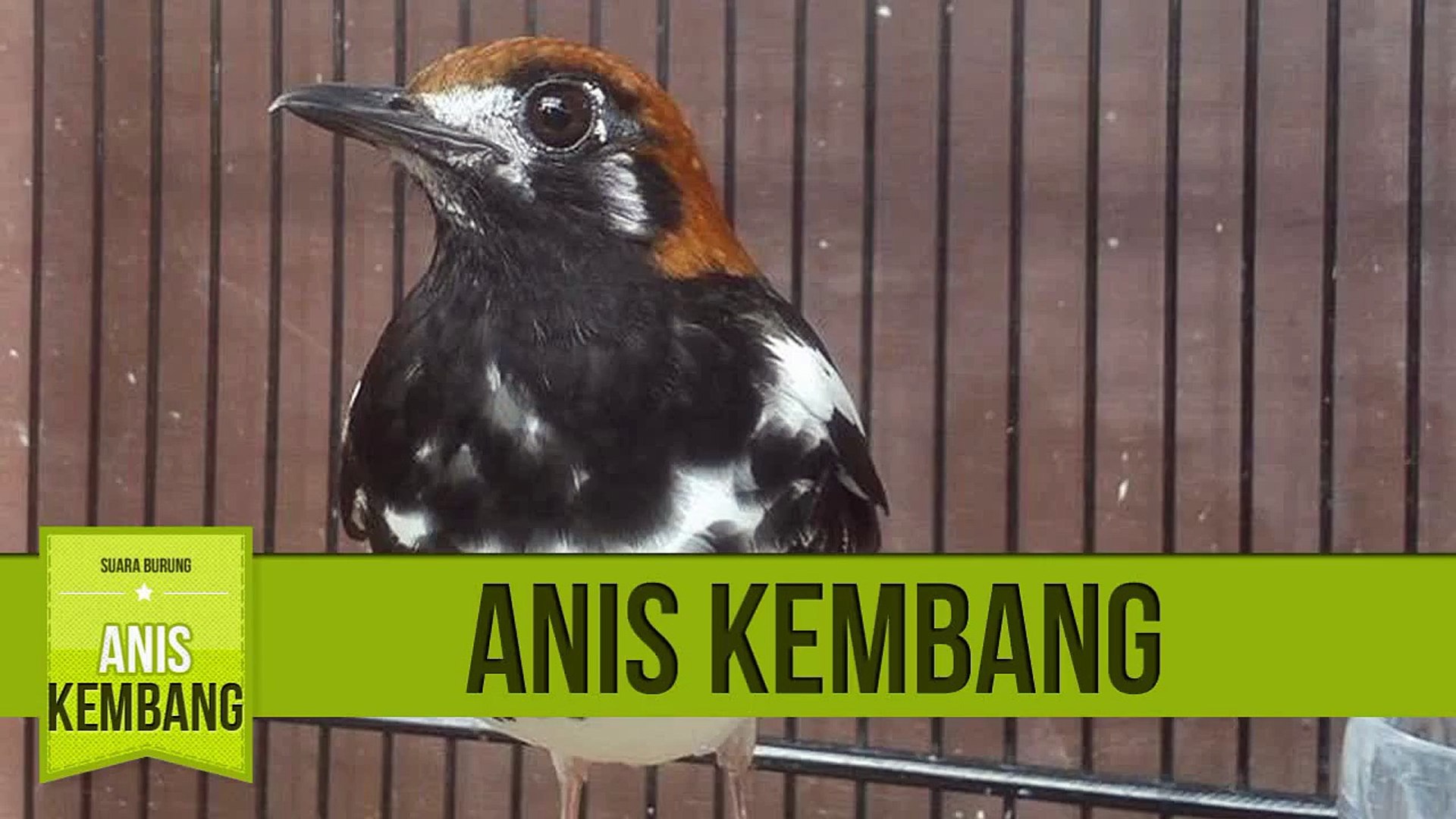 Masteran Anis Kembang Durasi Panjang Video Dailymotion