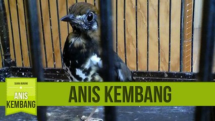 Suara Anis Kembang Gacor untuk Memaster Suara Anis Kembang