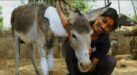 Altı Kişi, Çukura Düşen Eşek İçin Seferber Oldu