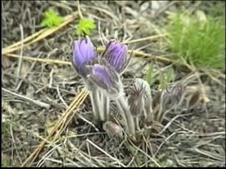 Wildlife of the Canadian Rockies - Informative Nature DVD