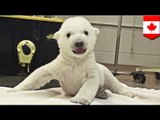 Baby polar bear cub is Toronto Zoo's cutest killing machine