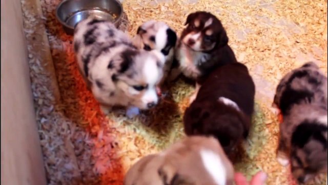 Mini Australian Shepherd puppies