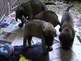 English Mastiff Puppies - 4 weeks old