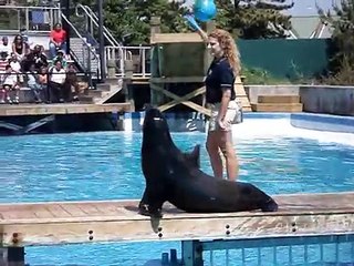 Dolphin Show and Sea Lion New York Aquarium