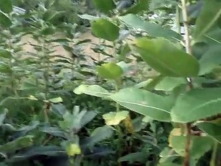 Finding & Using Common Milkweed