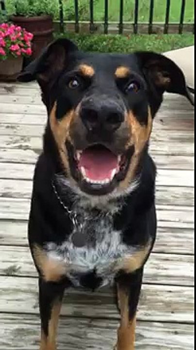 Un chien capable de chuchoter