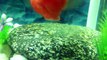Parrot Fish Laying Eggs While Male Fertilizes Them - See the Eggs Being Layed