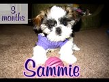 Sammie Shih Tzu Puppy at 3 months