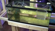 #246: Daphnia Magna Culture in the Fishroom - Update Monday