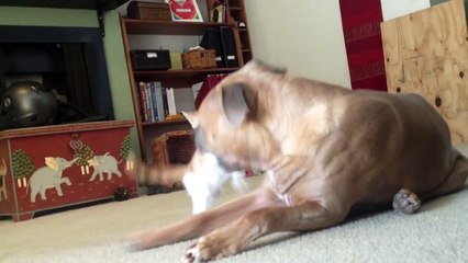 Ferocious kitten attacks innocent pit bull